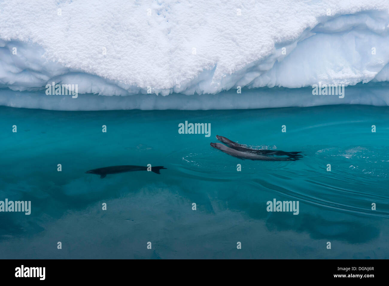 Dichtungen der Krabbenfresserrobbe (Lobodon Carcinophaga), Paradise Bay, antarktische Halbinsel, Antarktis Stockfoto