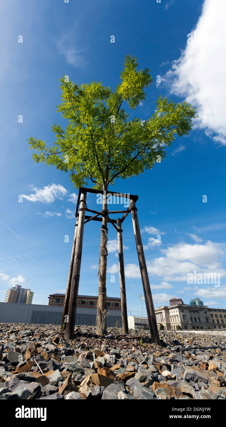 Einzelner Baum auf dem Gelände der Topographie des Terrors Memorial Website, Niederkirchnerstraße Straße, Berlin Stockfoto