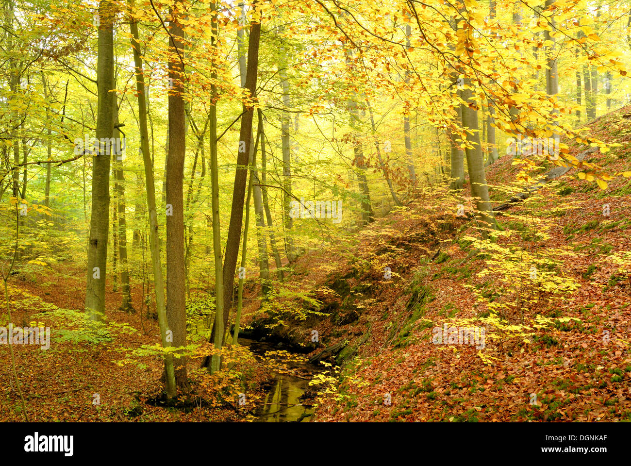 Buchenwald im Herbst im Nonnenfliess Nature Reserve in der Nähe von Eberswalde, Brandenburg Stockfoto