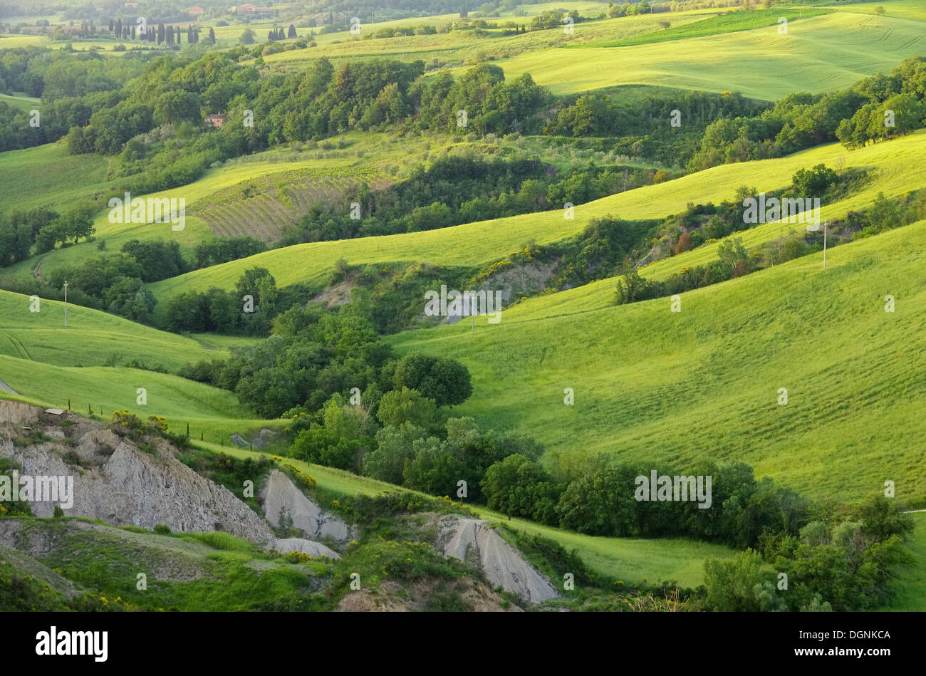 Crete Senesi 13 Stockfoto