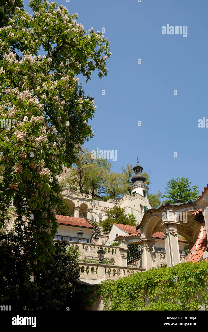 Blühende Rosskastanie Bäume in einem Park, Prag, Tschechische Republik, Europa Stockfoto