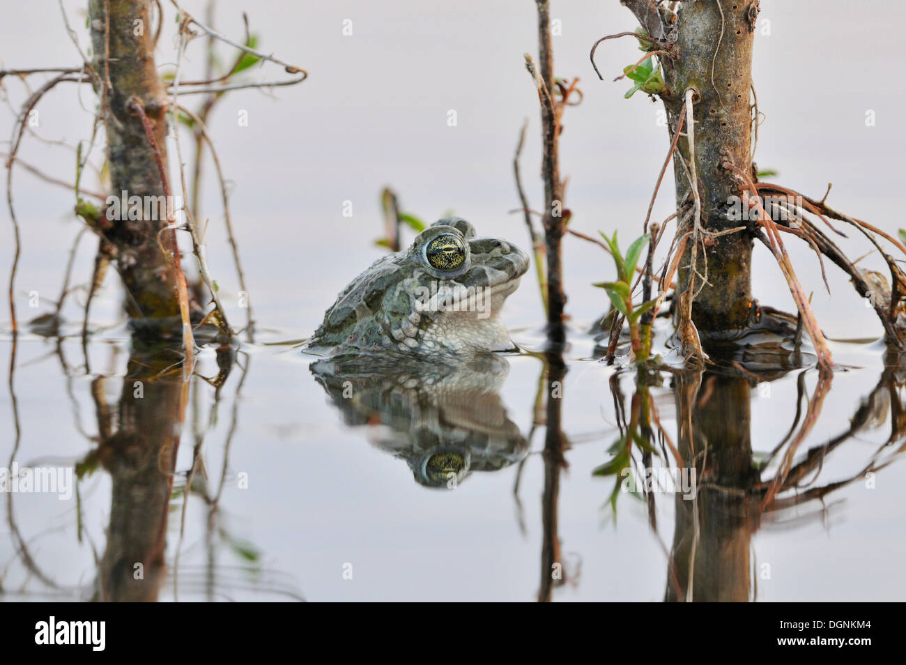 Europäische grüne Kröte (Bufo Viridis-Komplex) in einer Kiesgrube gefüllt mit Wasser in der Nähe von Leipzig, Sachsen Stockfoto