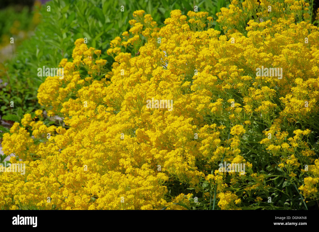 Felsen-Steinkraut - Aurinia Inselbogens 03 Stockfoto