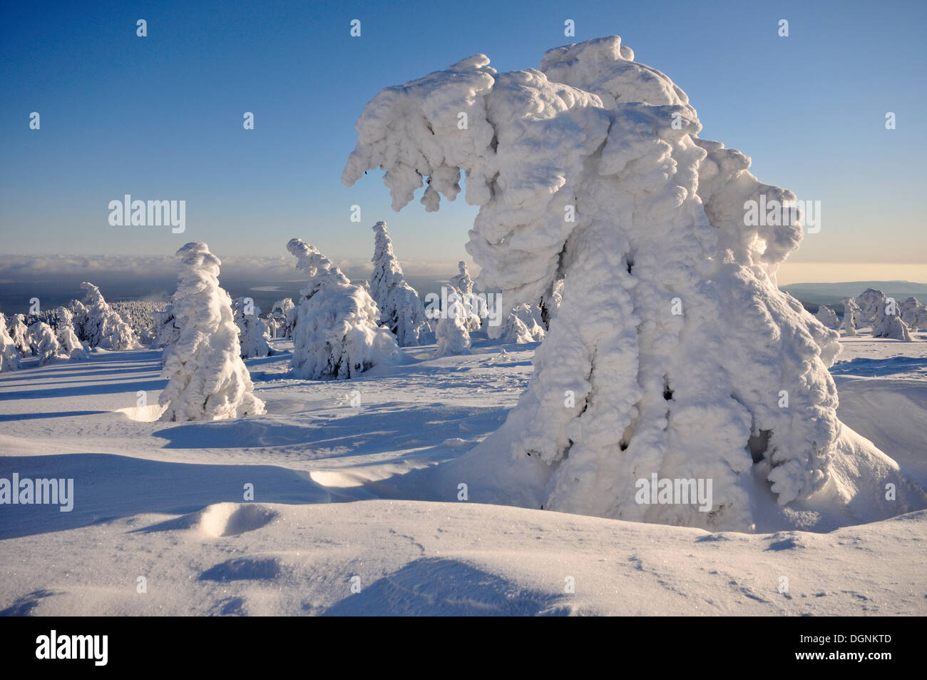 Schneebedeckte Tannen am Berg Brocken, Harz, Sachsen-Anhalt Stockfoto