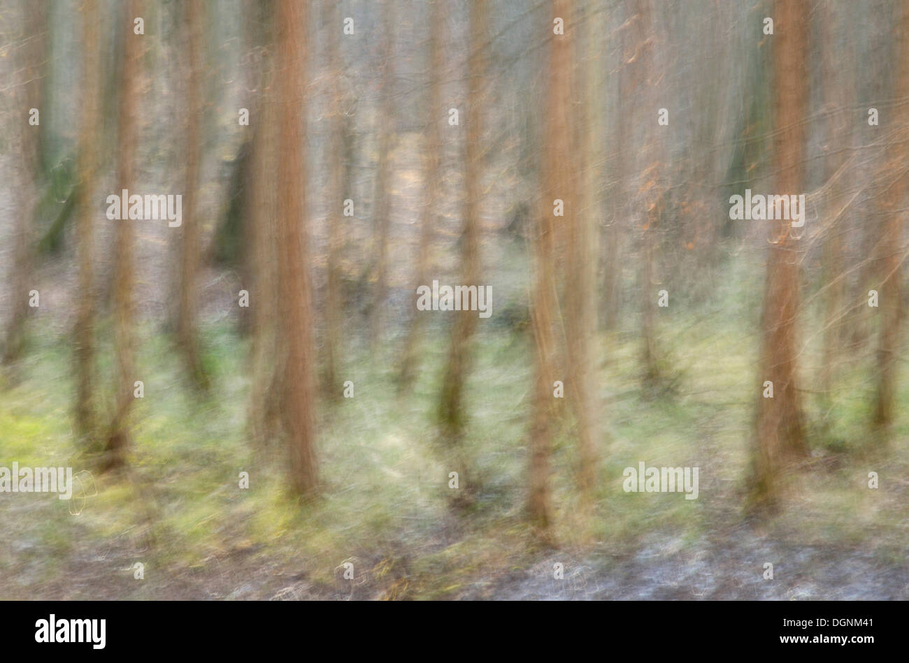 Buche Wald, Nationalpark Jasmund, abstrakte Darstellung, Rügen, Mecklenburg-Vorpommern Stockfoto