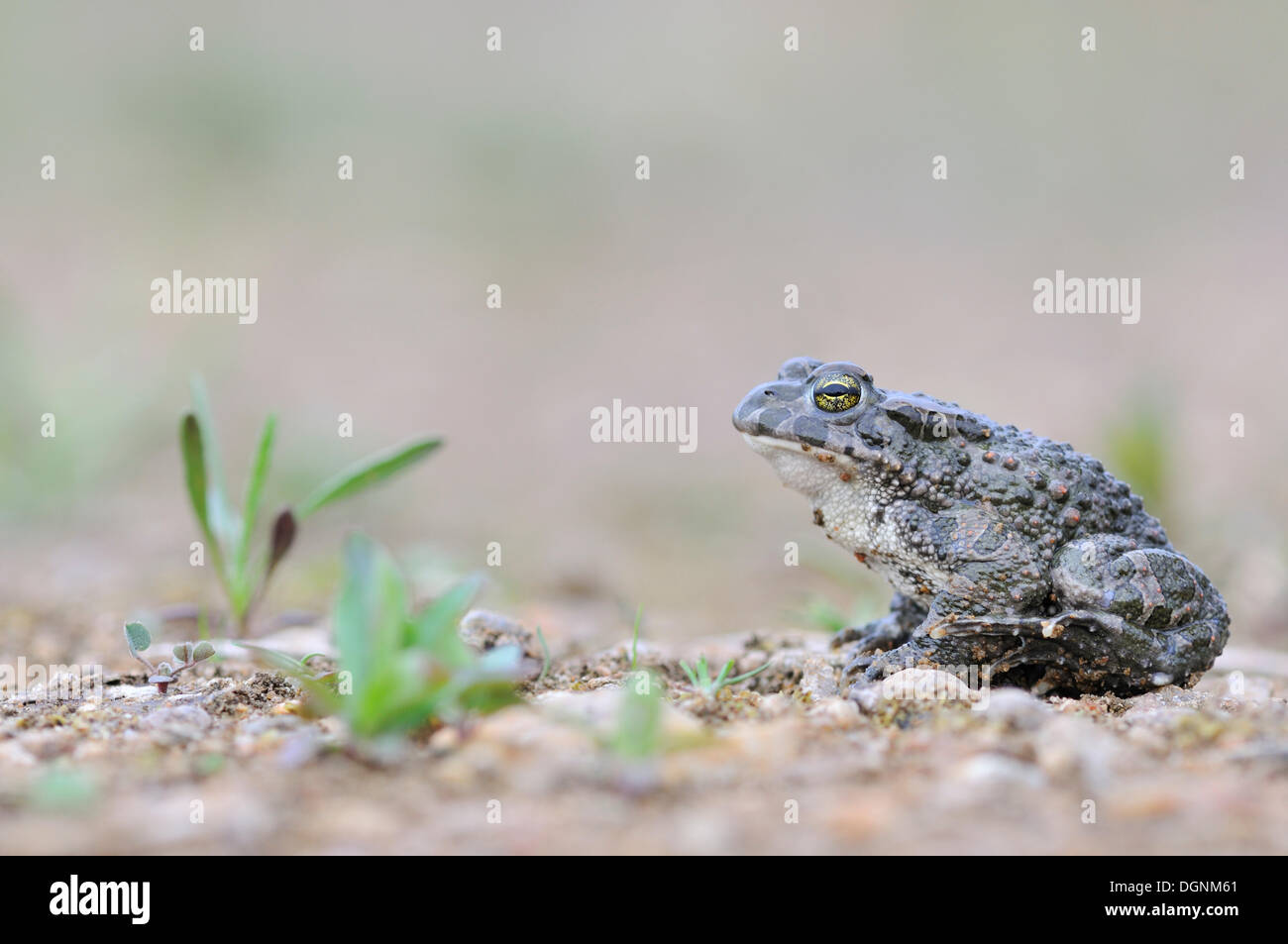 Grüne Kröte (Bufo Viridis Komplex), in einer Kiesgrube in der Nähe von Leipzig Stockfoto