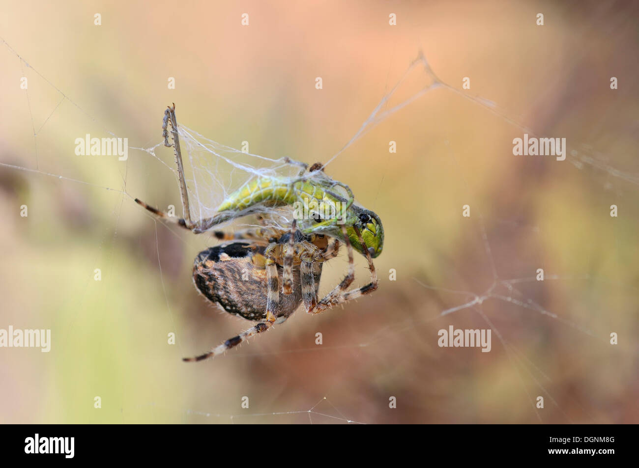 Kleine Gold Grasshopper (Euthystira Brachyptera) wird von einer Spinne in einem Web, untere Lausitzer Heide Naturpark gewickelt Stockfoto