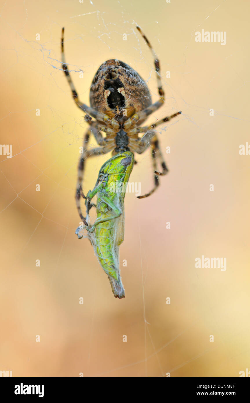 Kleine Gold Grasshopper (Euthystira Brachyptera) wird umhüllt von einer Spinne im Netz, untere Lausitzer Heide Naturpark Stockfoto