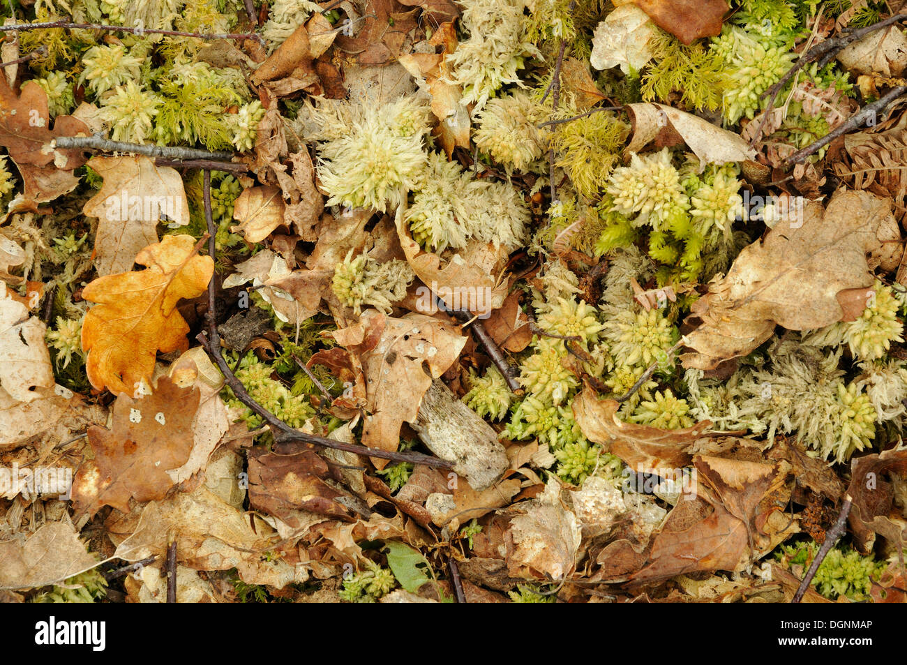 Blätter, Zweige und Moos auf dem Waldboden, Schottland, Vereinigtes Königreich Stockfoto