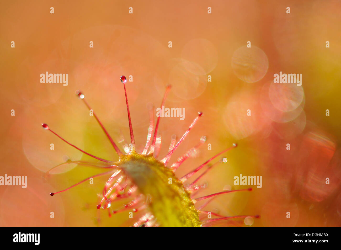 Sonnentau (Drosera), mit Hintergrundbeleuchtung, Schottland, Vereinigtes Königreich Stockfoto