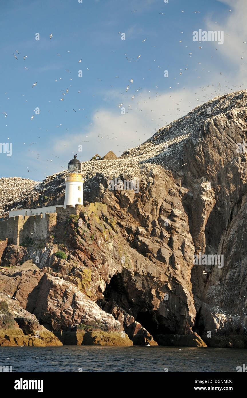 Alter Leuchtturm auf Bass Rock, Erhaltung Vogelinsel mit einem Basstölpel Kolonie, Dunbar, Schottland, Vereinigtes Königreich Stockfoto