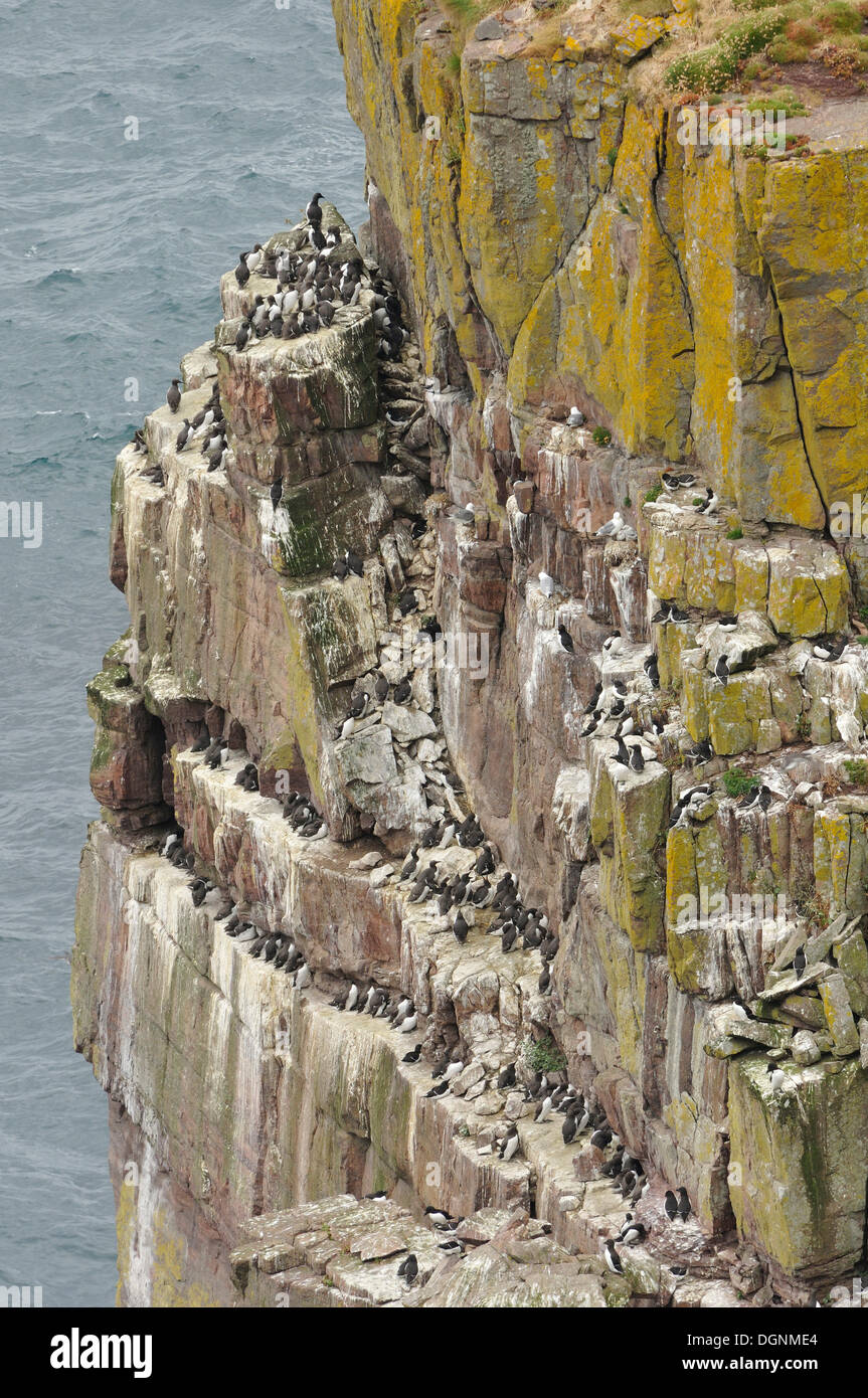 Trottellumme (Uria SP.) auf ihren felsigen Brutkolonie, Handa Island, Schottland, Vereinigtes Königreich Stockfoto