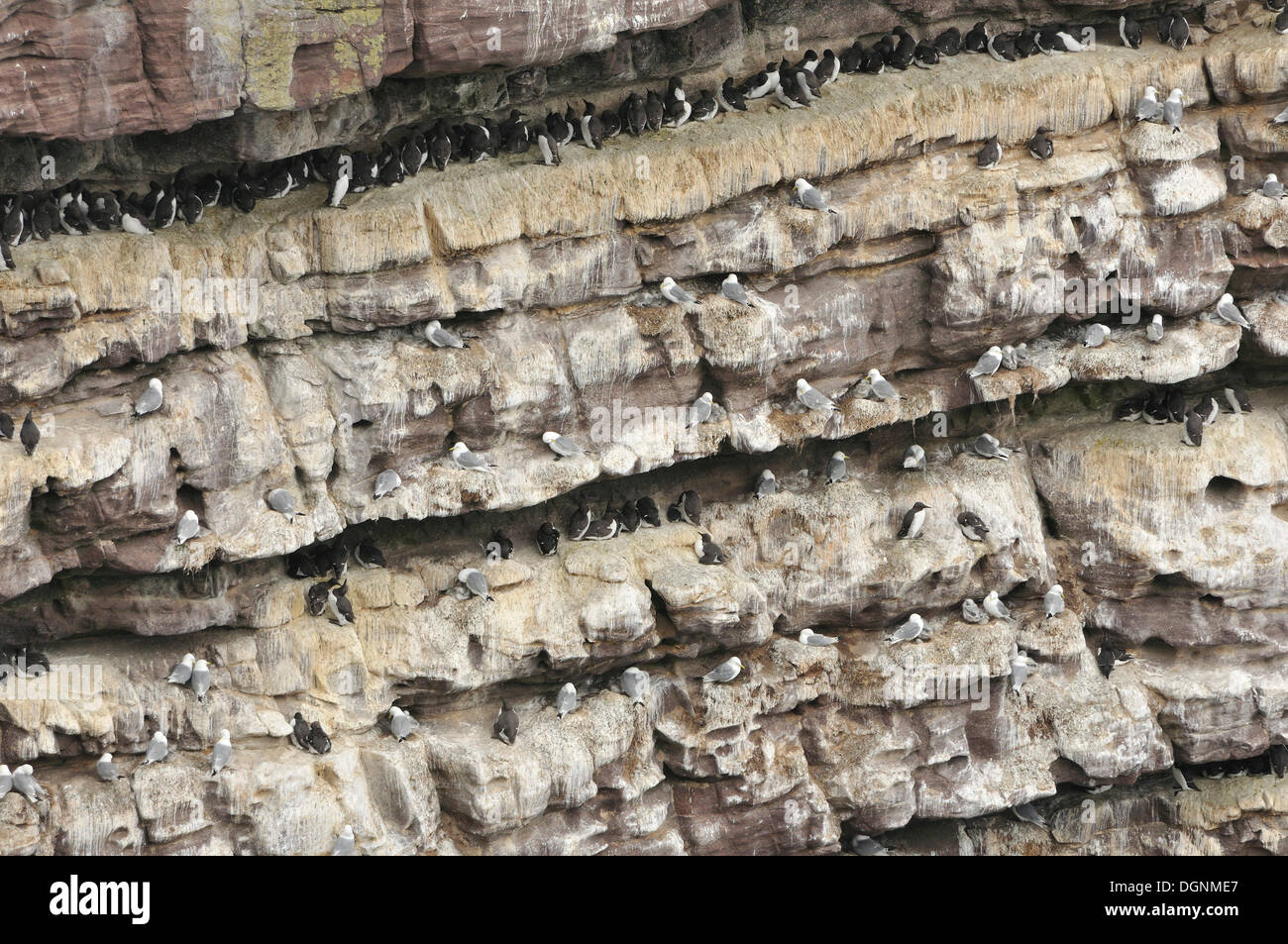 Vogel-Felsen, steilen Felsen bedeckt mit Brutvögel, Trottellumme (Uria SP.) und Tordalken (Alca Torda), Handa Island, Schottland Stockfoto
