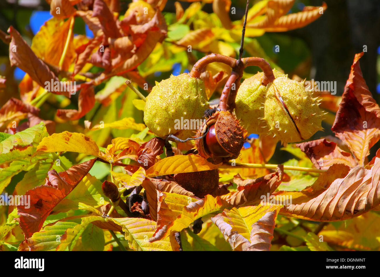 Kastanie bin Baum - Kastanie auf Baum 01 Stockfoto