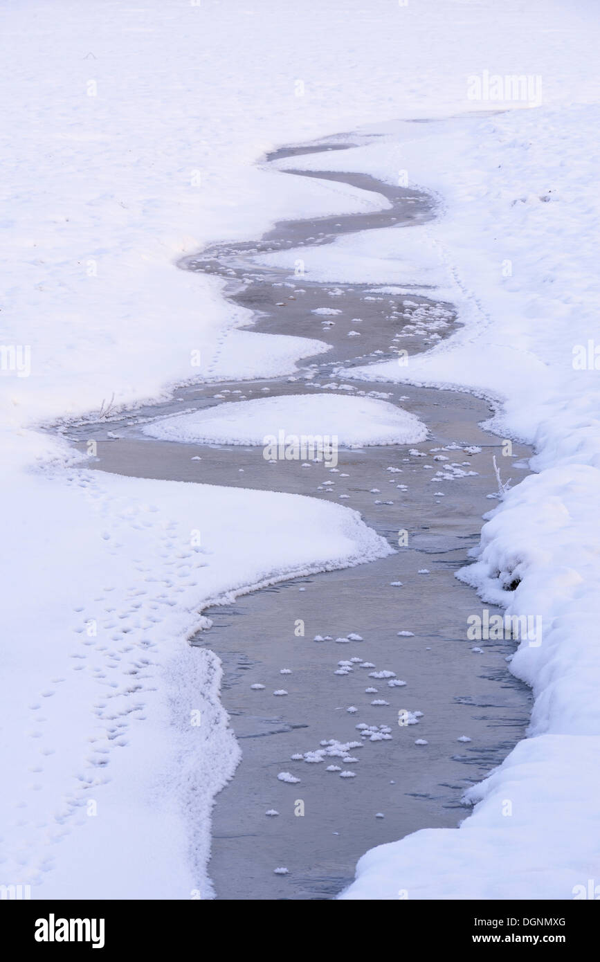 Schnee und Eis in einem durchlässigen Karpfenteich, verfolgt Tier im Schnee neben einem Bach, Uhyst, Sachsen, Deutschland Stockfoto