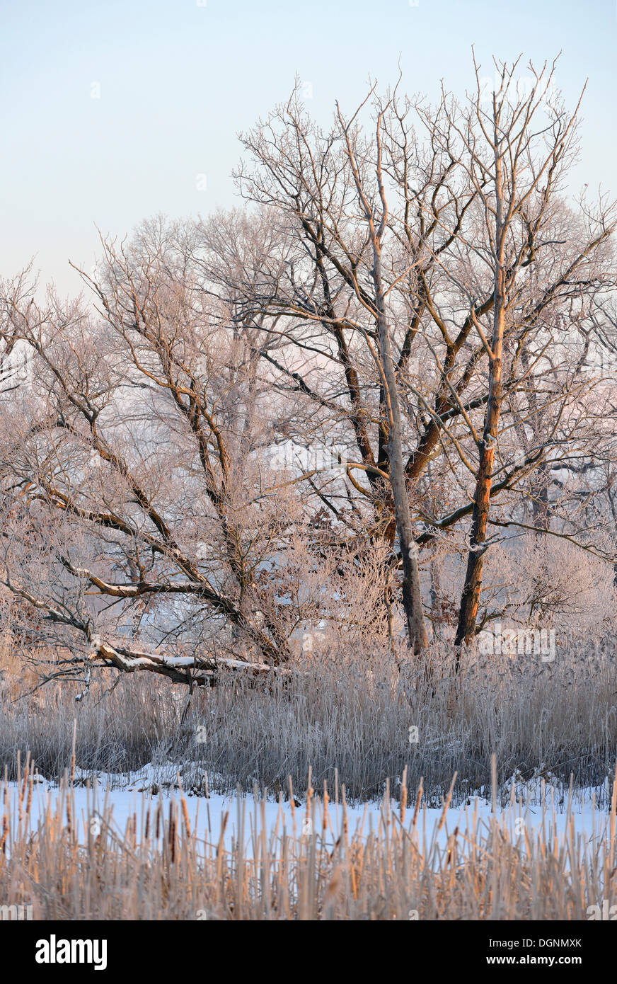 Schnee und frostigen Winterlandschaft in einen Teich und Umgebung, Uhyst, Sachsen, Deutschland Stockfoto