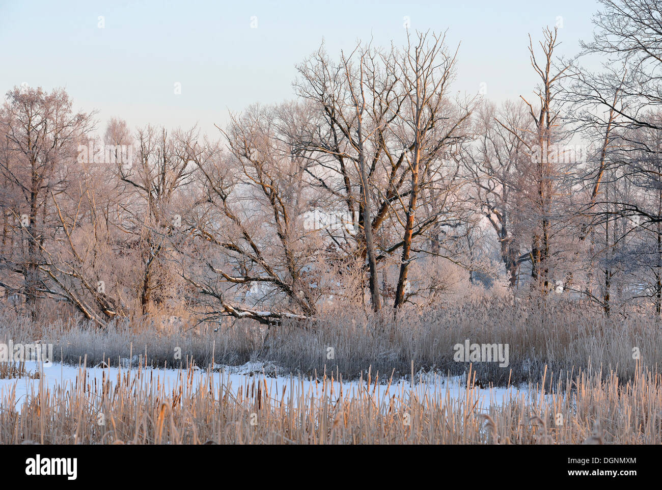 Schnee und frostigen Winterlandschaft in einen Teich und Umgebung, Uhyst, Sachsen, Deutschland Stockfoto