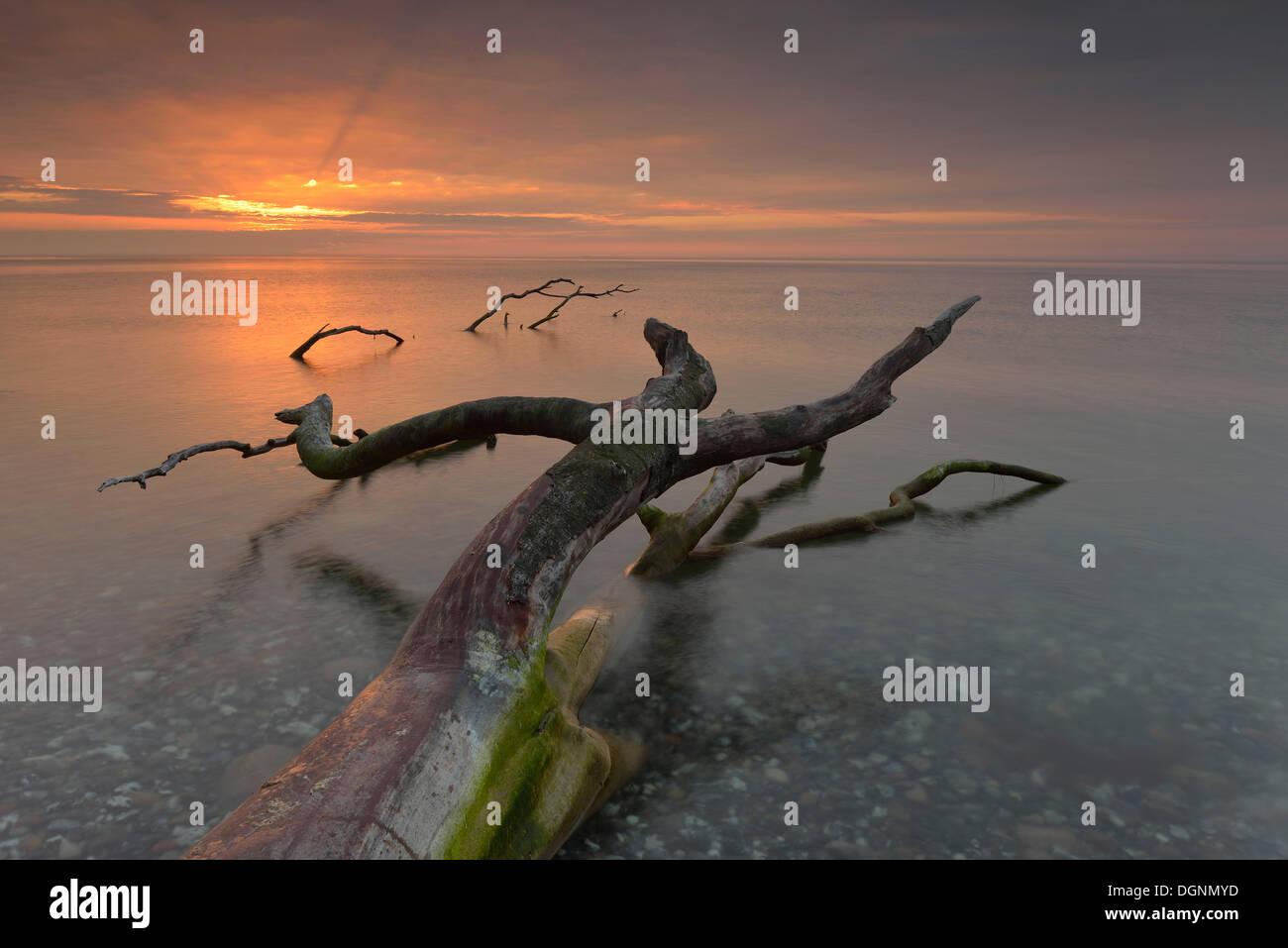 Gebrochene Baumstumpf im Wasser, Sonnenaufgang an der Ostsee-Küste, Dranske, Mecklenburg-Western Pomerania, Deutschland Stockfoto