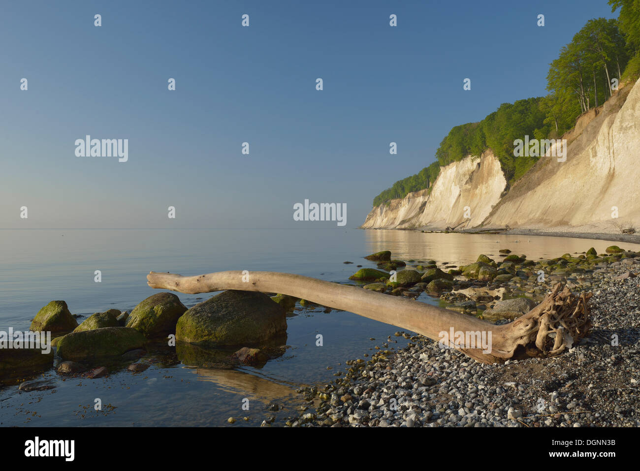 Steinen und Totholz am Strand, Bäume wachsen auf der Steilküste mit den Kreidefelsen, Nationalpark Jasmund, Dranske, Rügen Stockfoto