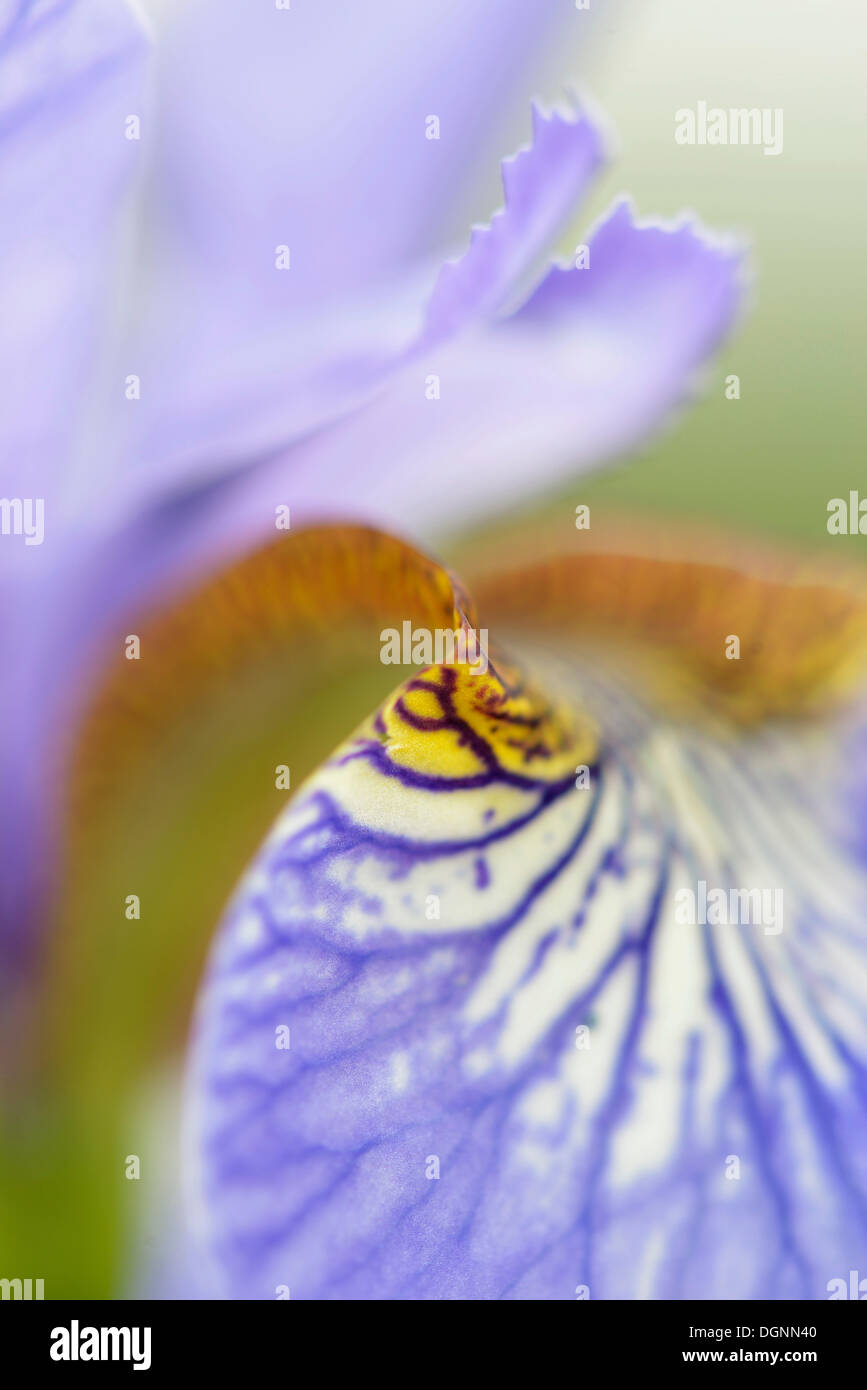 Sibirische Schwertlilie (Iris Sibirica), Eilenburg, Sachsen, Deutschland Stockfoto