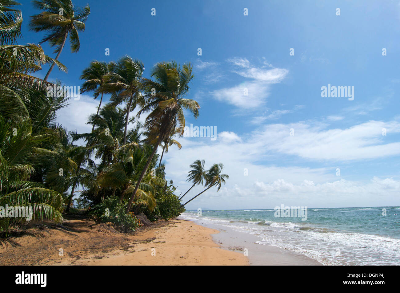 Strand mit Palmen, Palmas de Mar, Puerto Rico, Caribbean Stockfoto