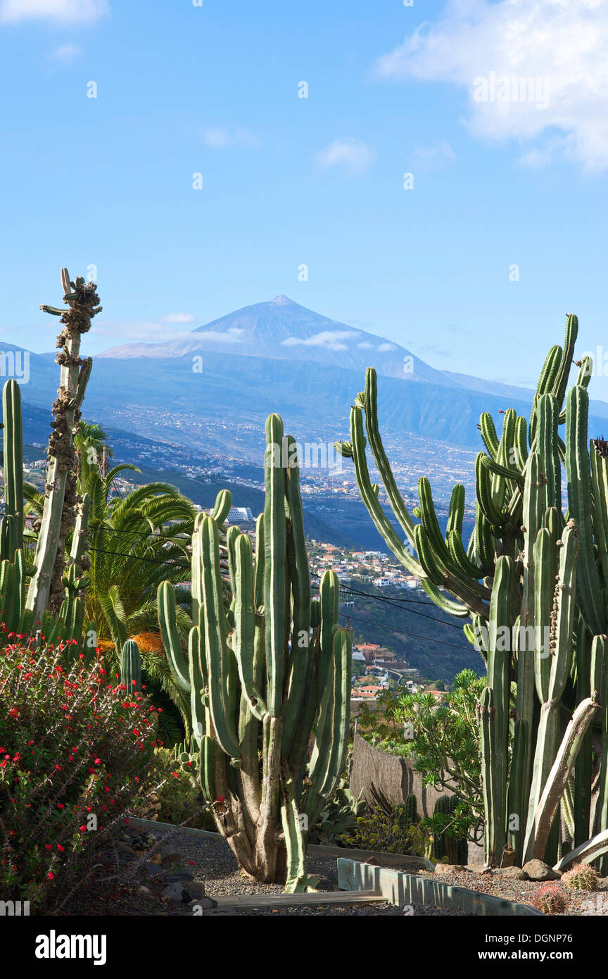 Kakteengarten in El Sauzal mit Blick auf den Teide Vulkan, Teneriffa, Kanarische Inseln, Spanien, Europa Stockfoto