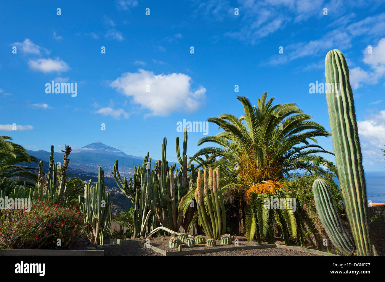 Kakteengarten in El Sauzal mit Blick auf den Teide Vulkan, Teneriffa, Kanarische Inseln, Spanien, Europa Stockfoto