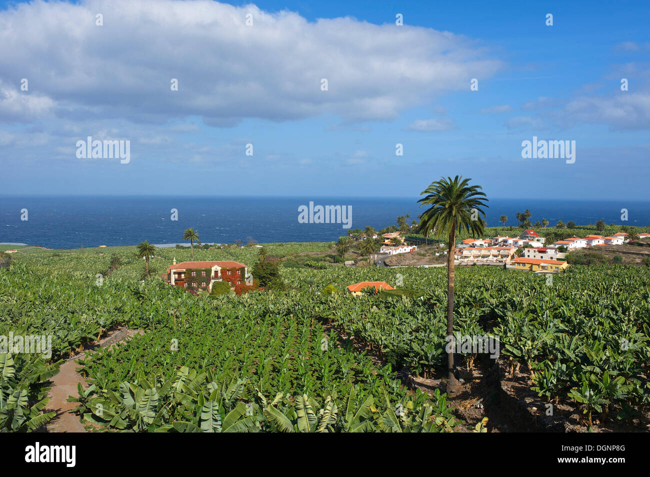 Bananenplantagen in der Nähe von Orotava, Teneriffa, Kanarische Inseln, Spanien, Europa Stockfoto