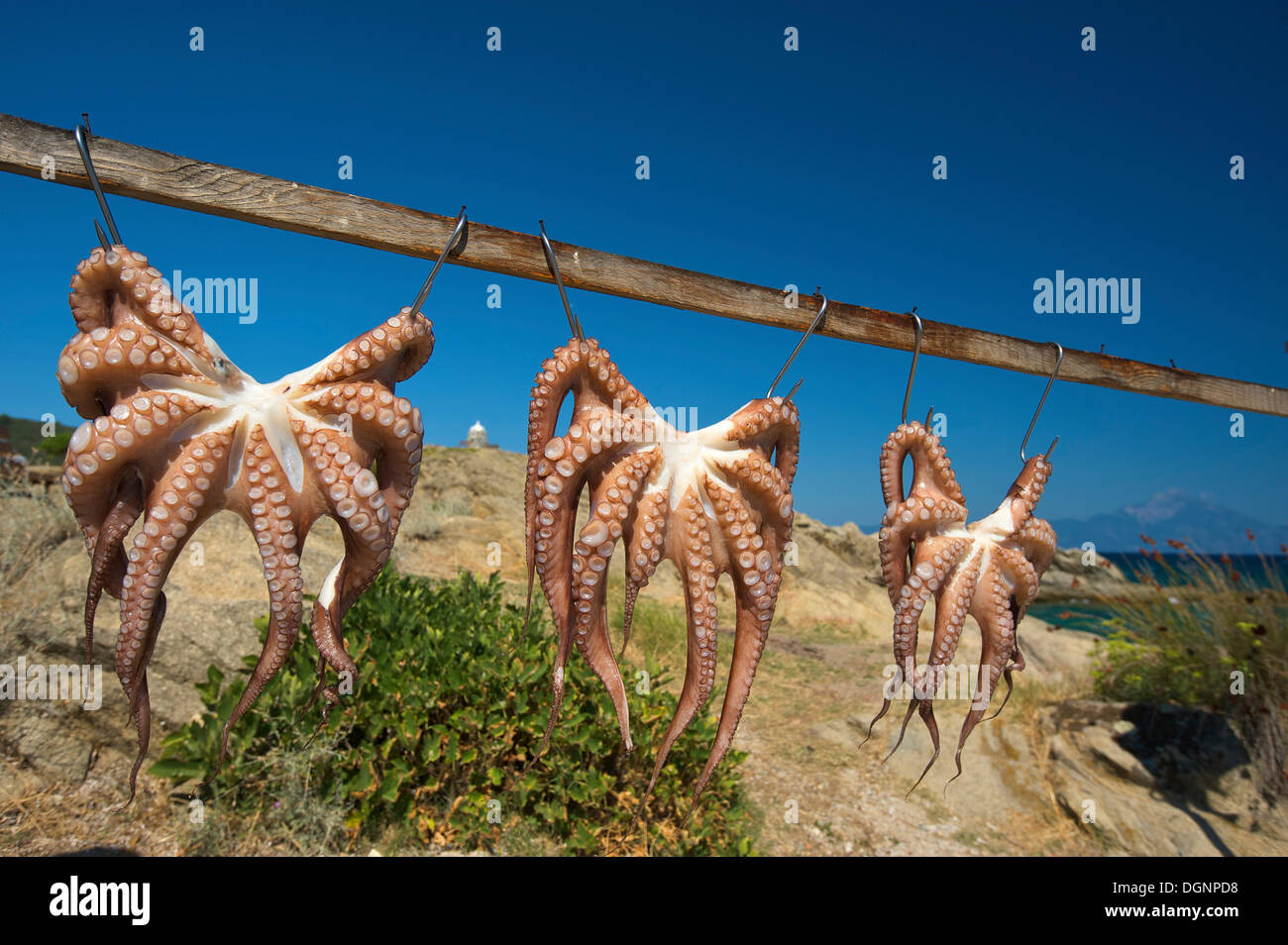 Oktopus hängen zum Trocknen auf Sithonia, Chalkidiki, Griechenland, Europa Stockfoto