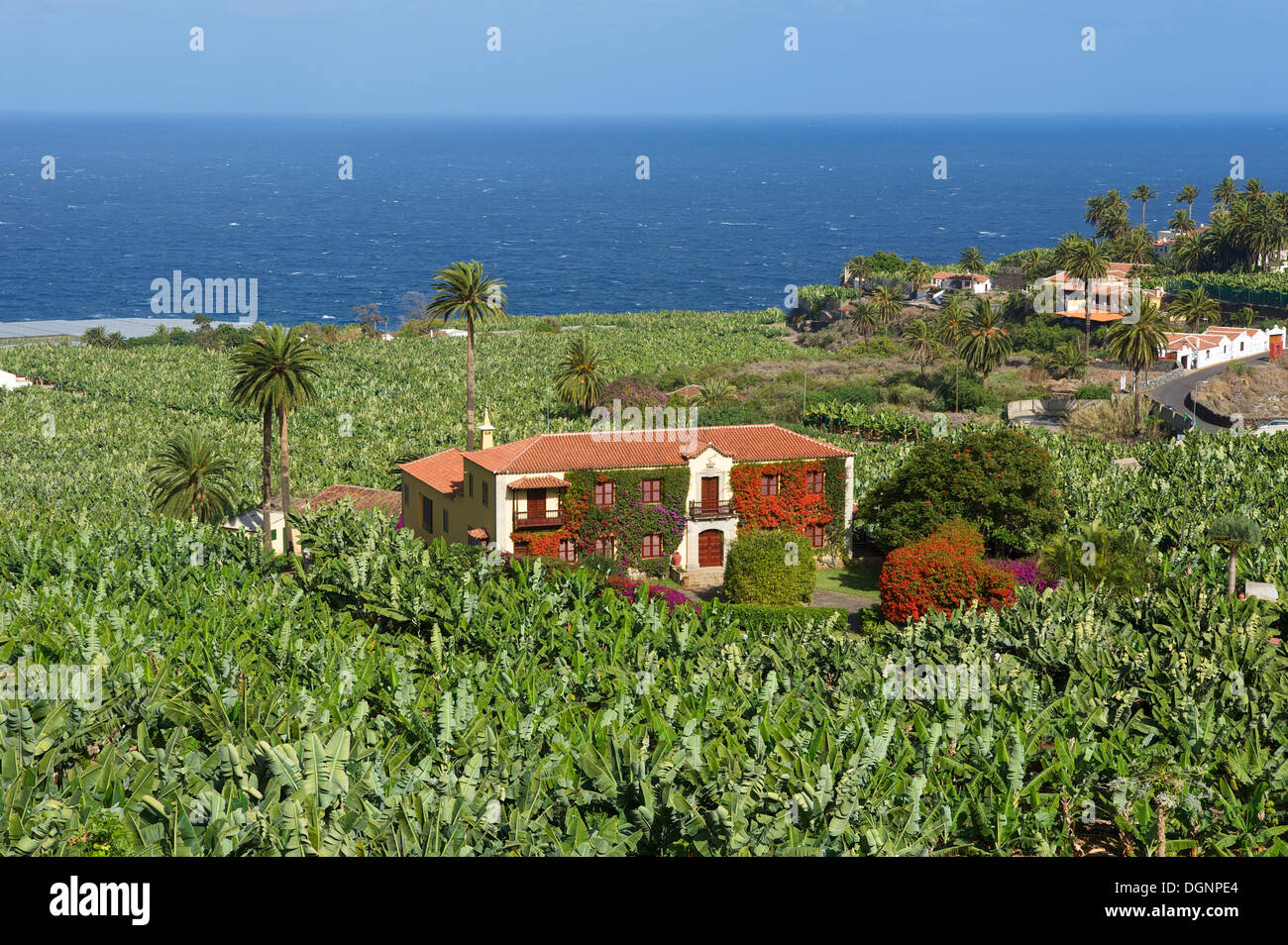 Bananenplantagen in Orotava, Teneriffa, Kanarische Inseln, Spanien, Europa Stockfoto