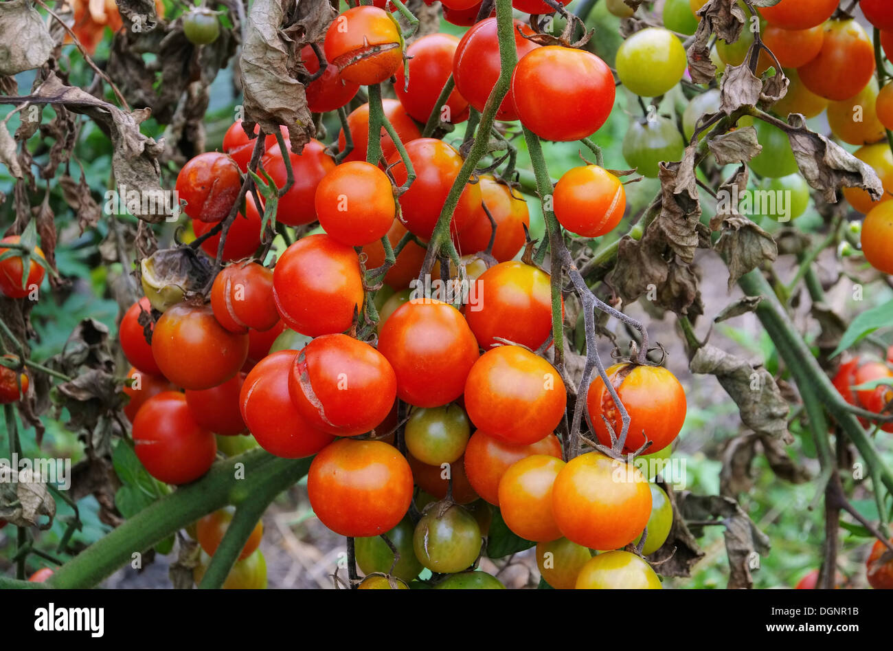 Tomate-Braunfaeule - Tomaten die Kraut-und Knollenfäule 01 Stockfoto