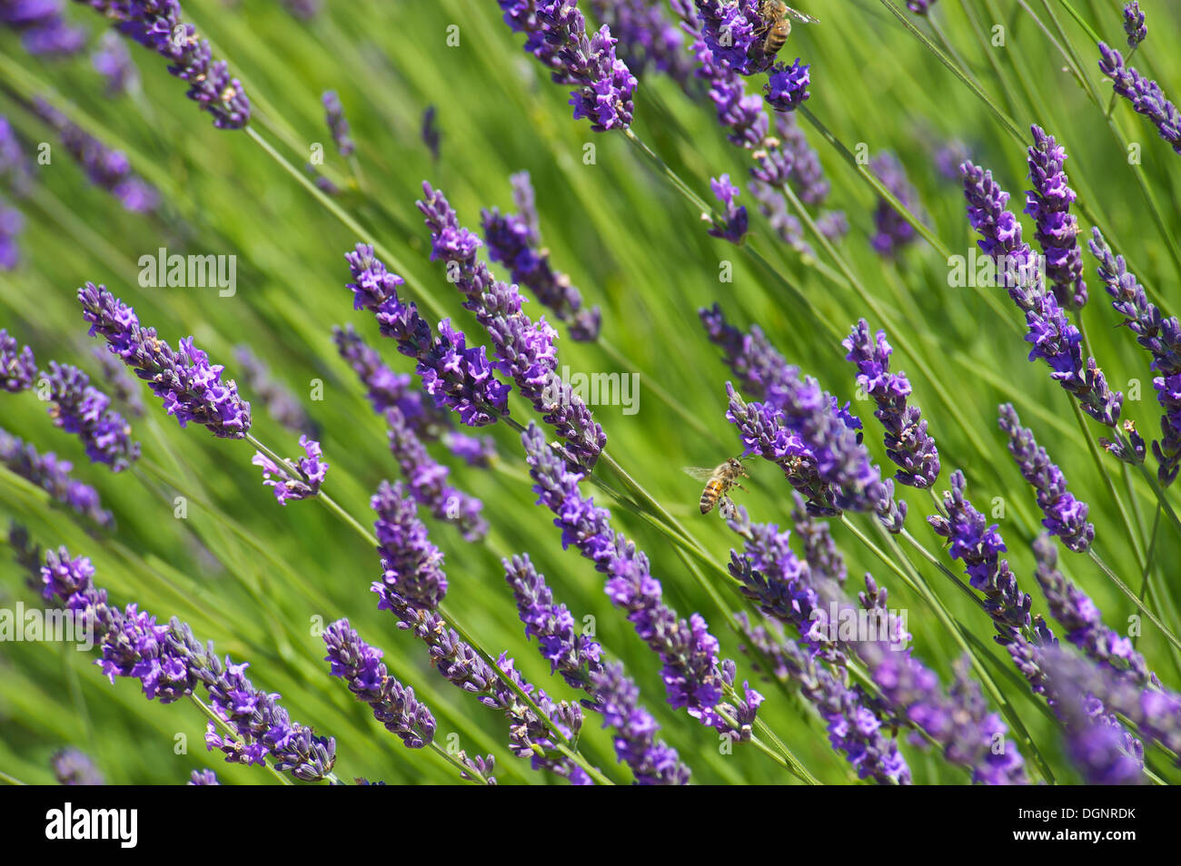 Lavendel (Lavandula sp.), Provence, Region Provence-Alpes-Côte d ' Azur, Frankreich Stockfoto