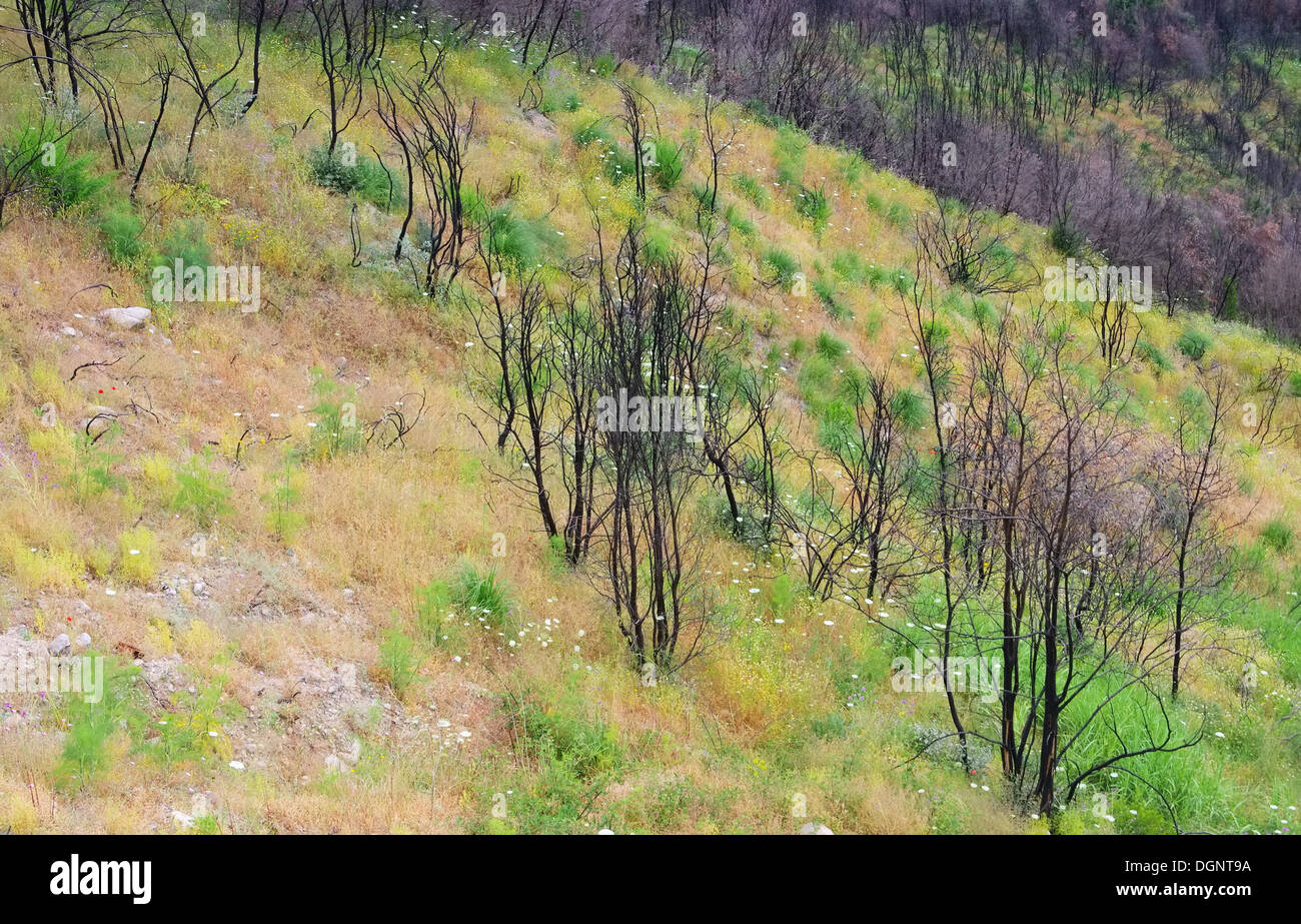 Waldbrand - Wald Feuer 22 Stockfoto