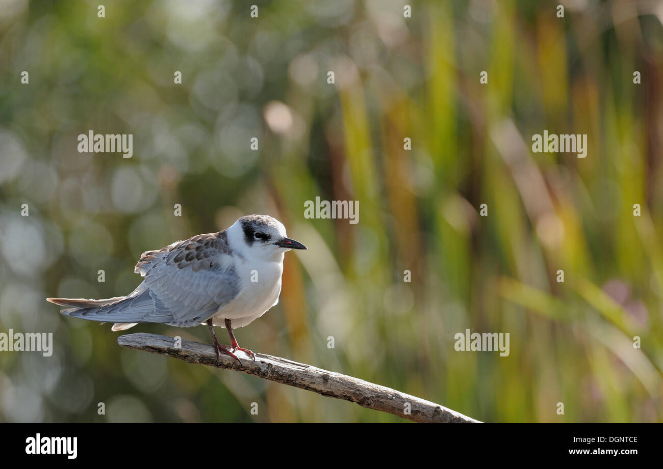 Weissbart-Seeschwalbe (Chlidonias Hybridus), Jungvogel, Danube Delta, Rumänien, Europa Stockfoto