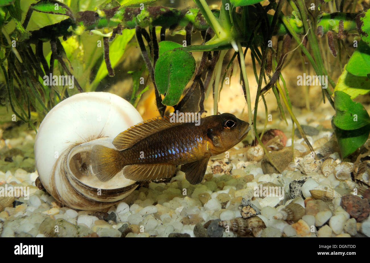 Ocellated Tanganjika-Shell-Dweller (Lamprologus Ocellatus, Neolamprolagus Ocellatus), aquarium Stockfoto
