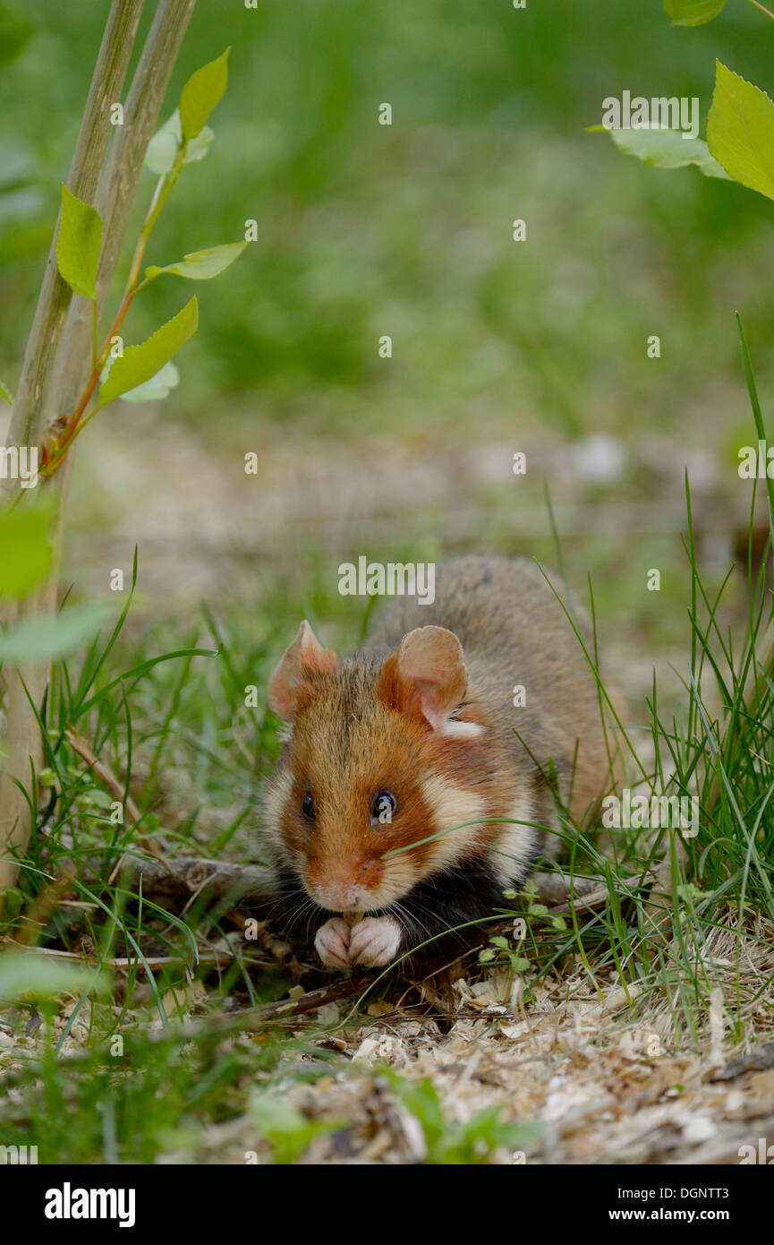 Schwarzbäuchigen Hamster oder gemeinsame Hamster (Cricetus Cricetus), Wien, Wiener, Österreich Stockfoto