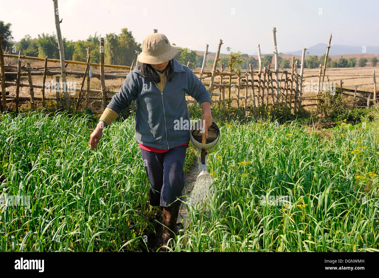 Frau, die ihr Gemüse Gartenbewässerung mit einer Gießkanne, hergestellt aus Munition, Phonsavan, Laos, Südostasien, Asien Stockfoto