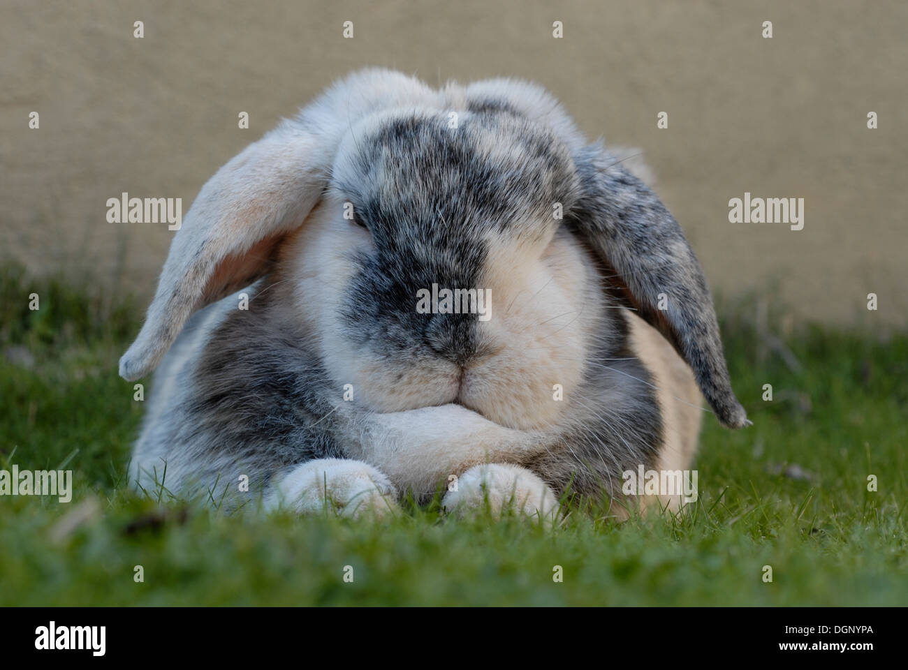 Lop eared rabbit Stockfoto