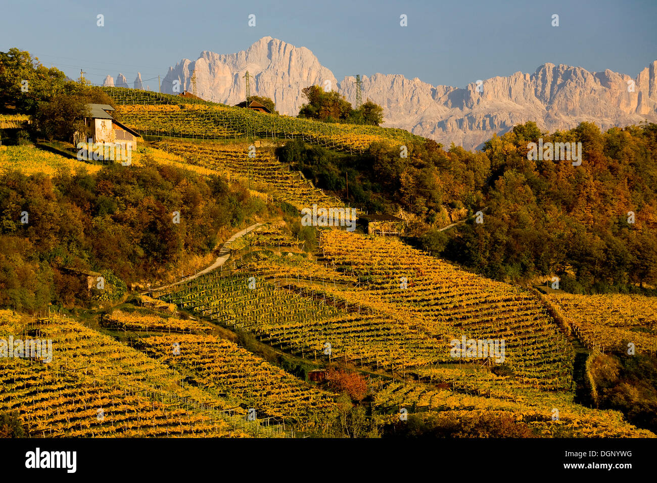 Weinberge im Herbst, hinter dem Rosengarten-massiv, Dolomiten, Südtirol, Italien, Europa Stockfoto