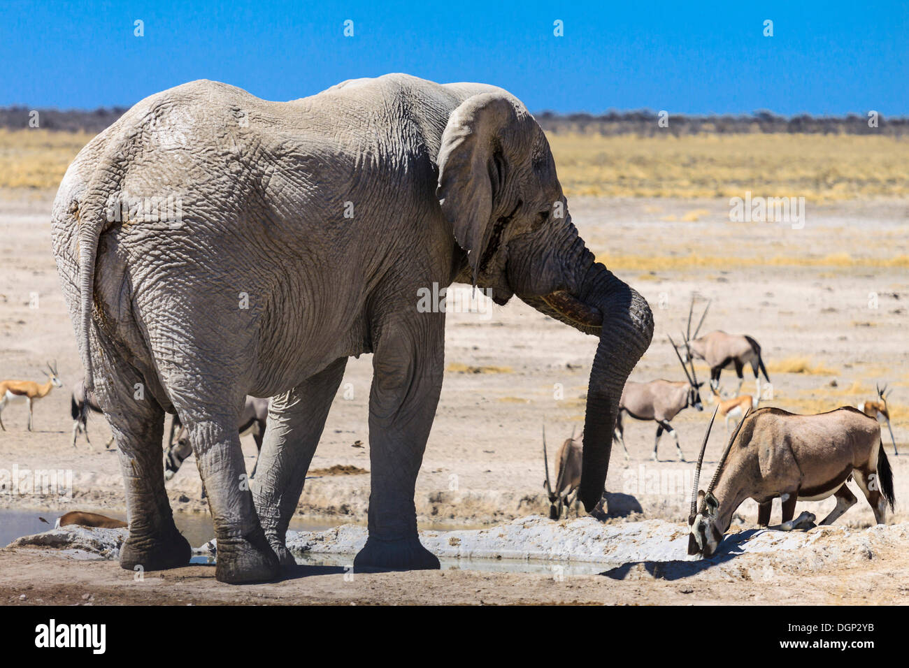 Afrikanischer Elefant (Loxodonta Africana) und Gemsbock oder Oryx (Oryx Gazella), an der Wasserstelle Nebrowni, Etosha Nationalpark Stockfoto