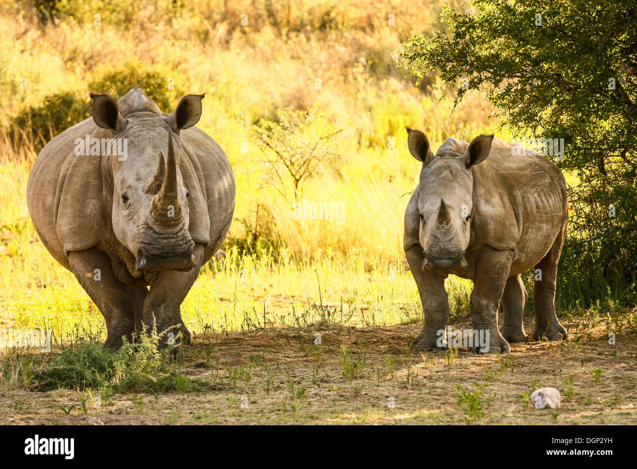 Weiße Nashörner, Square-lippige Nashörner, eine Kuh und ein Kalb (Ceratotherium Simum), Namibia, Afrika Stockfoto