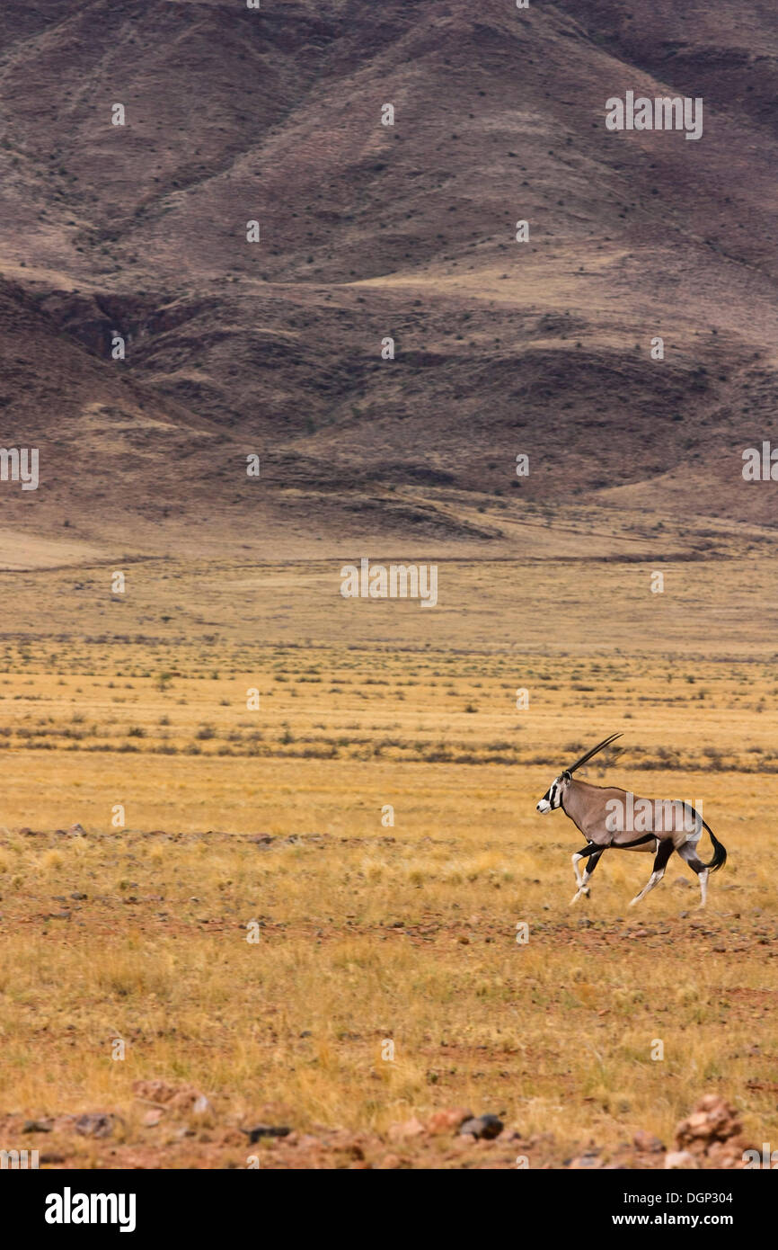 Gemsbock oder Oryx (Oryx Gazella), Namibia, Afrika Stockfoto