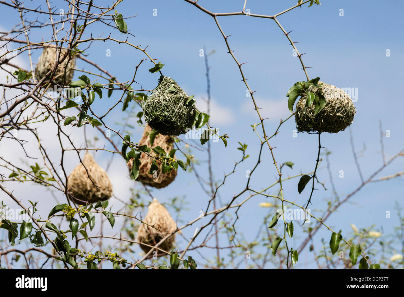 Nester von Webervögeln, maskierte Webervögel (Ploceus Velatus), Namibia Stockfoto