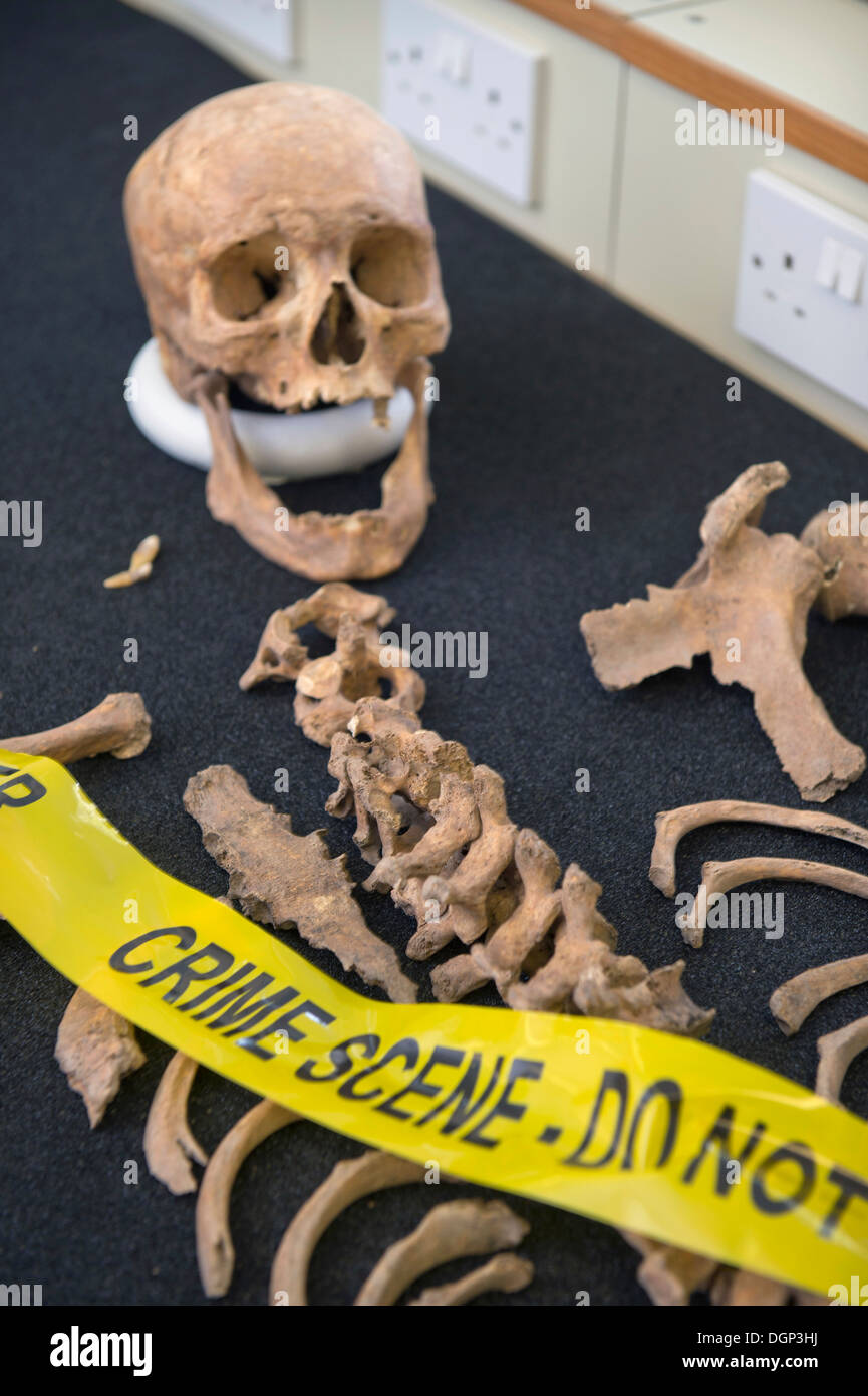 Ausbildung Ausstellungen während einer forensischen Anthropologie-Vorlesung an der forensischen Institut der Cranfield University, Shrivenham in der Nähe von Swin Stockfoto