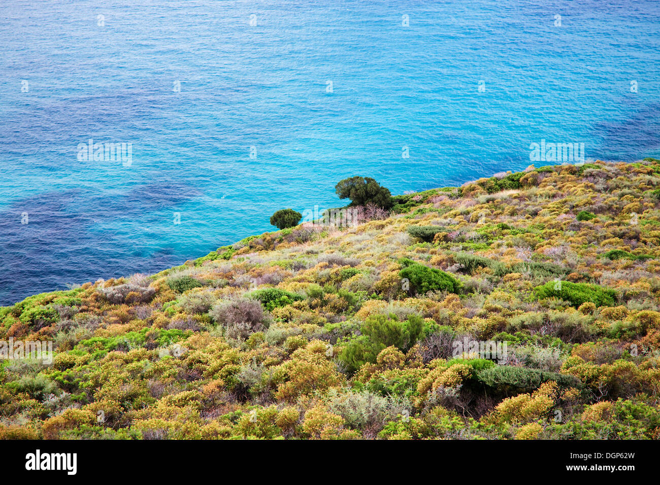 Blühende Macchia und Garrigue an der Westküste von Sardinien, Iglesiente Provinz, Sardinien, Italien, Europa Stockfoto