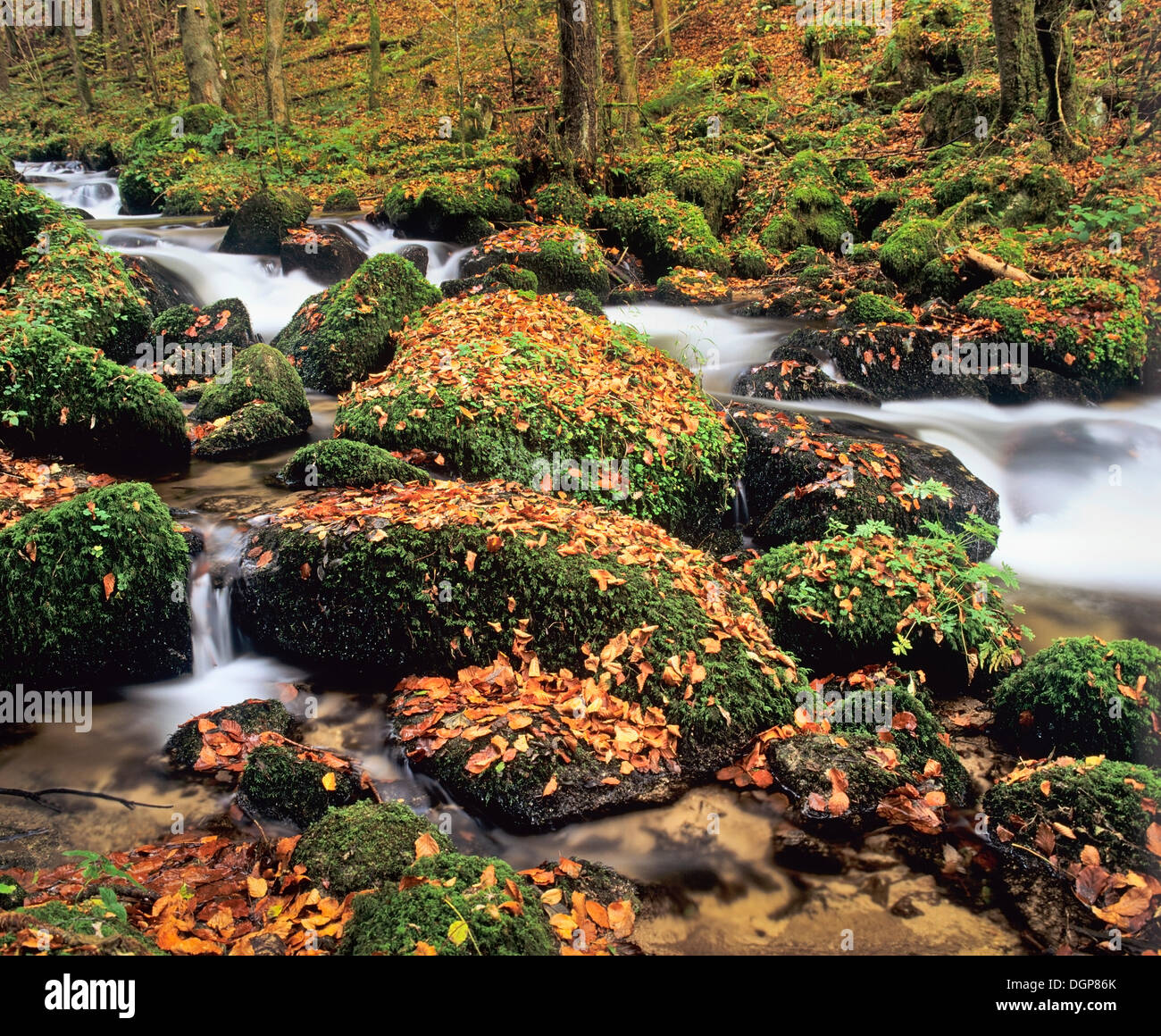 Hoellbach Creek im Herbst, in der Nähe von Goerwihl, Hotzenwald Wald, Schwarzwald, Baden-Württemberg Stockfoto