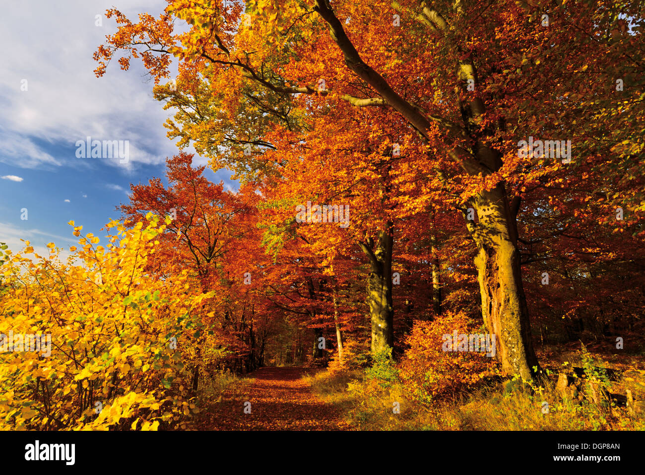 Deutschland, Natur Park Odenwald: Goldener Oktober mit Herbst Wald am Katzenbuckel mountain Stockfoto