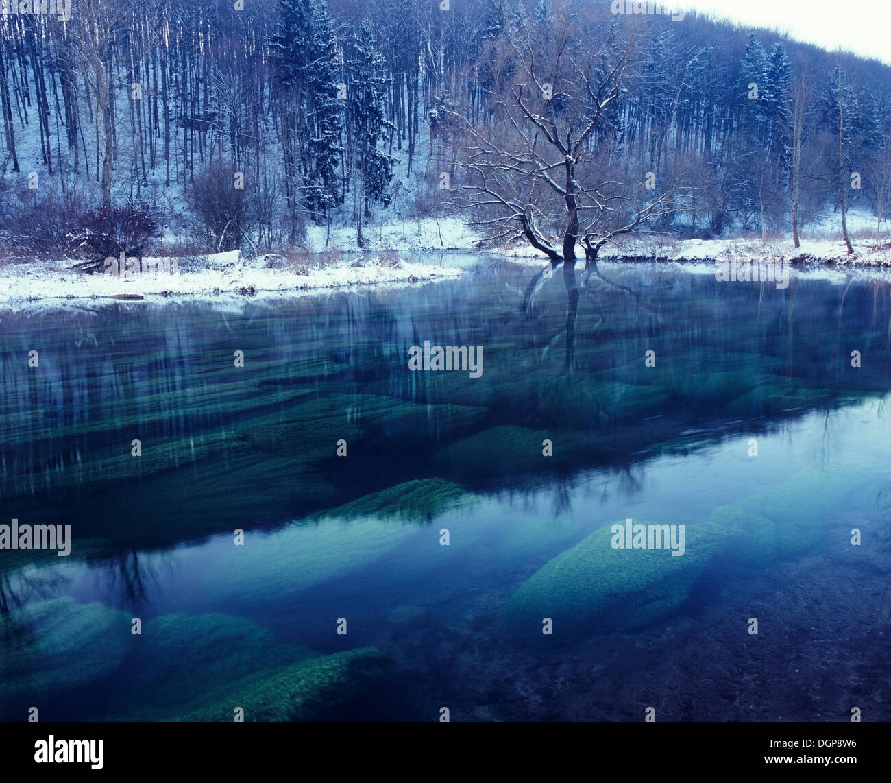 Einzigen Baum spiegelt sich im Fluss Brenz, Eselsburger Tal Tal in der Nähe von Herbrechtingen, Schwäbische Alb, Baden-Württemberg Stockfoto