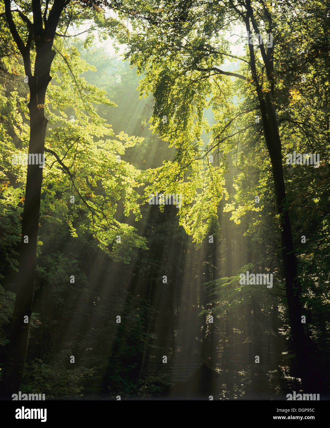 Sonnenstrahlen in einem Wald in der Nähe von Denkingen, Zollernalb Kreis, schwäbischen Alb, Baden-Württemberg Stockfoto