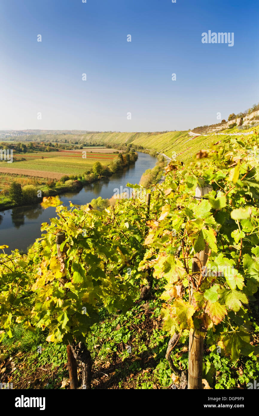 Weinberge in der Nähe von Mundelsheim bin Neckar, Neckar River, Baden-Württemberg Stockfoto